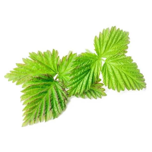 green raspberry leaf isolated on white background. young leaf cut out.