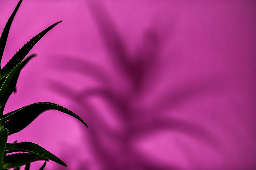 Aloe Vera Planton pink background - shadow
