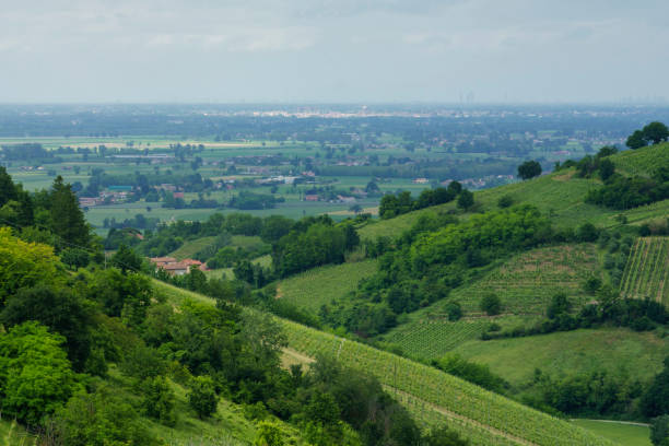 istock Vineyards in Oltrepo Pavese, italy, at springtime 1331440734