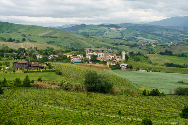 istock Vineyards in Oltrepo Pavese, italy, at springtime 1331440752