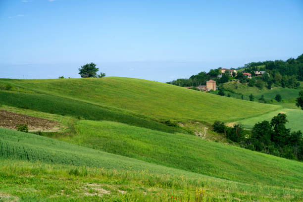 istock Vineyards on the Tortona hills at springtime 1331441038