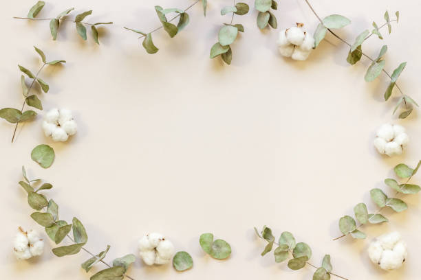 istock Eucalyptus branches and cotton flowers - floral frame. Top view 1331442036