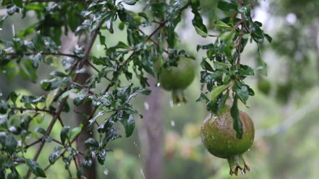 Close up of fresh green pomegranate hanging on tree