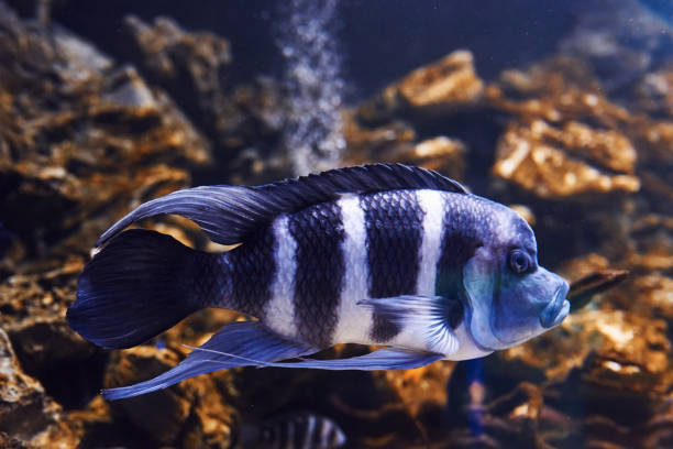 cyphotilapia frontosa. underwater close up view of tropical fishes. life in ocean - cyphotilapia frontosa imagens e fotografias de stock