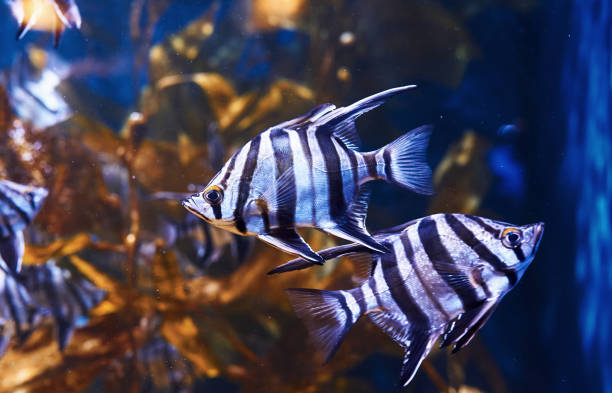 enoplosus armatus. underwater close up view of tropical fishes. life in ocean - sub tropical climate imagens e fotografias de stock