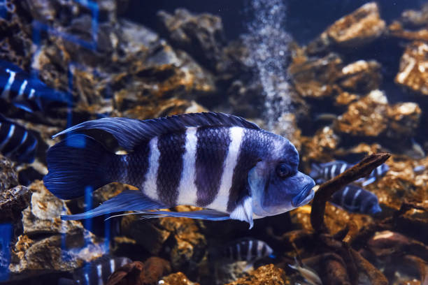 cyphotilapia frontosa. vue rapprochée sous-marine des poissons tropicaux. la vie dans l’océan - cyphotilapia frontosa photos et images de collection