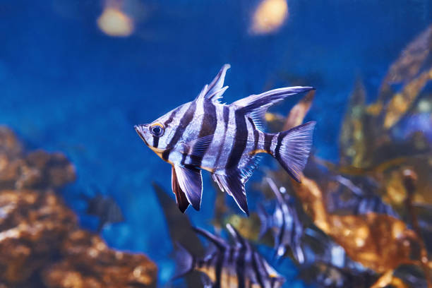 enoplosus armatus. подводный вид крупным планом тропических рыб. жизнь в океане - sub tropical climate стоковые фото и изображения