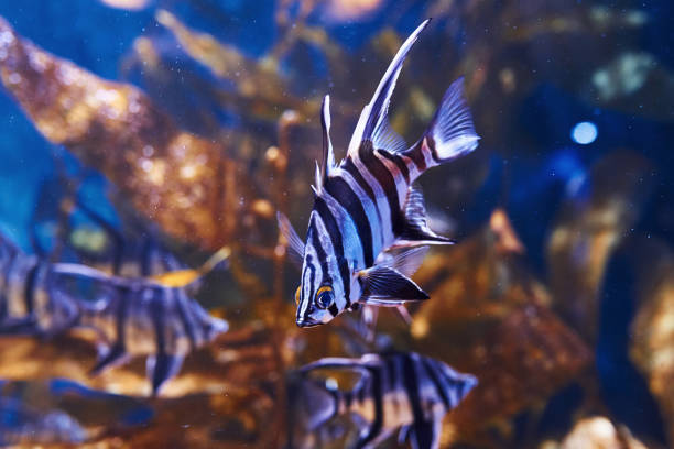 enoplosus armatus. underwater close up view of tropical fishes. life in ocean - sub tropical climate imagens e fotografias de stock