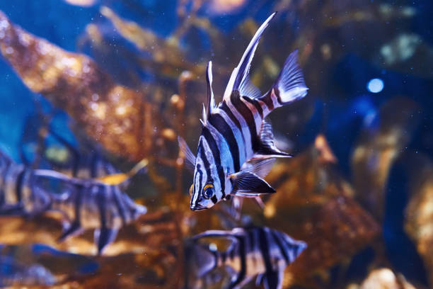 enoplosus armatus. подводный вид крупным планом тропических рыб. жизнь в океане - sub tropical climate стоковые фото и изображения