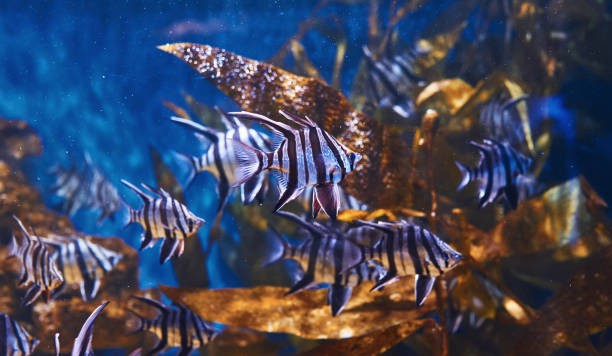 enoplosus armatus. underwater close up view of tropical fishes. life in ocean - sub tropical climate imagens e fotografias de stock