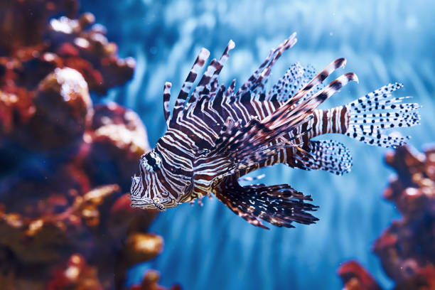 pterois volitans. underwater close up view of tropical fishes. life in ocean - sub tropical climate imagens e fotografias de stock