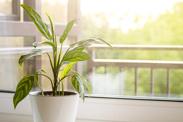 istock Aglaonema plant in a white pot stands on the windowsill. 1331443911