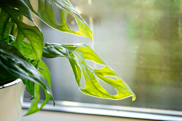 istock Monstera Monkey Mask or obliqua or Adansonii stands on the windowsill. Home plants care concept. 1331443913