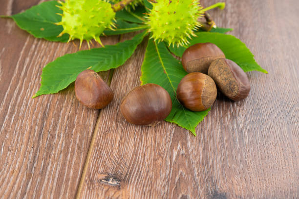 chestnuts brown and green thorny on leaves and wooden background design autumn - sweet food chestnut yellow brown imagens e fotografias de stock