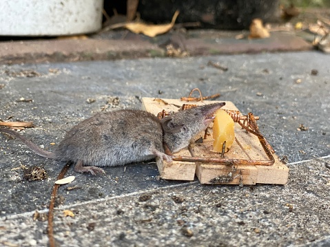 Mouse in trap with a piece of Dutch cheese