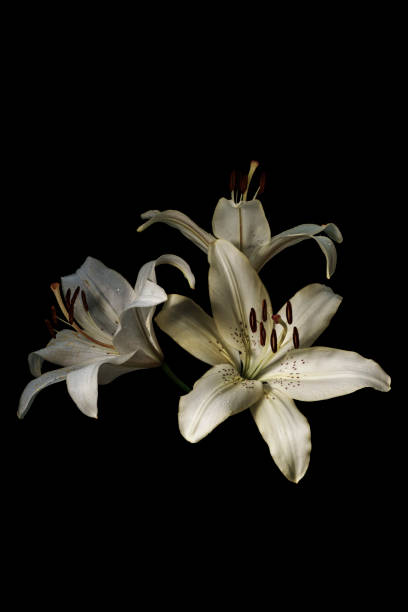 istock White flowers lilies with dew drops. 1331444792