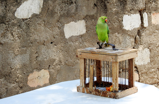 Close-up of Parrot used for picking the lucky card to tell the future by Indian fortune teller