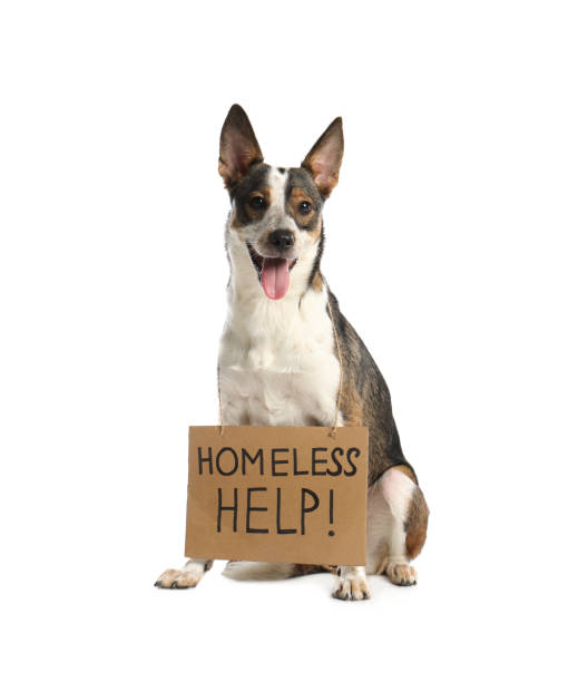 istock Lost dog with sign Homeless Help! on white background. Lonely pet 1331446049