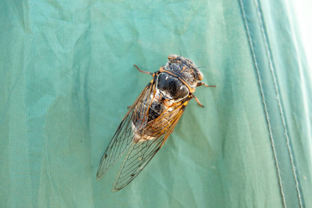 istock Cicada insect,Cicada Macro,Cicada sits on a branch in natural habitat. 1331449264