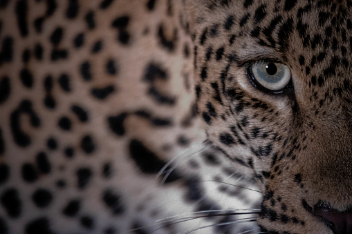 Eye contact with a leopard close up