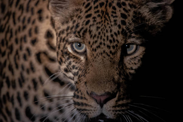 istock face to face with a leopard at night 1331450482