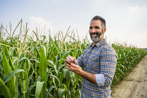 Agronomist is standing in his growing corn field. He is examining corn crops after successful sowing.