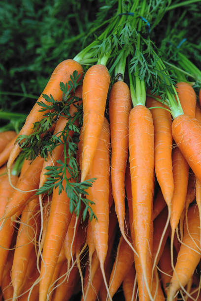 istock Fresh carrot bunches in open air market 1331451275