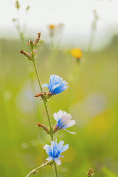 istock Blue flowers on a blurred green background. Chicory. Summer concept. Copy space. 1331455837
