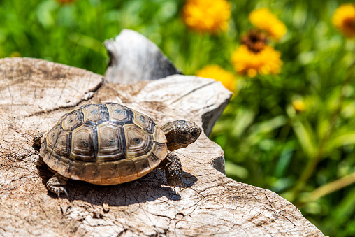 Domestic red eared turtle, Trachemys scripta in aquarium. Pond slider swimming in water. Famous fresh water tortoise for aquarium hobby. Aquatic organism, underwater life, aquarium pet