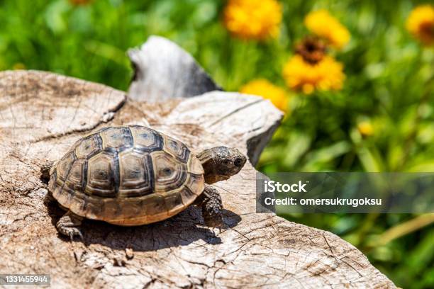 Baby Turtle Walking On Tree Stump Stock Photo - Download Image Now - Turtle, Tortoise, Small