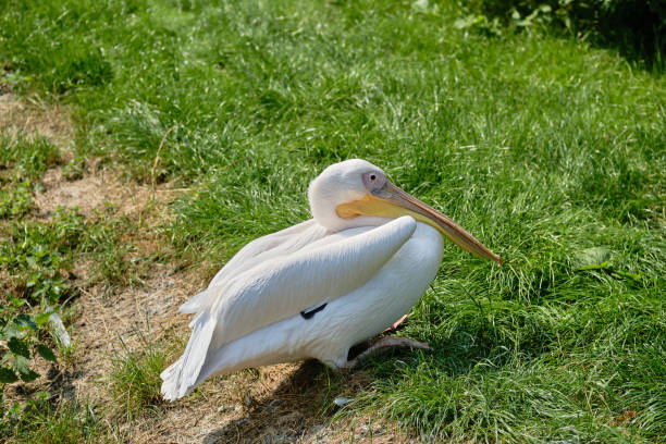 istock Great white pelican or Pelecanus onocrotalus 1331457811