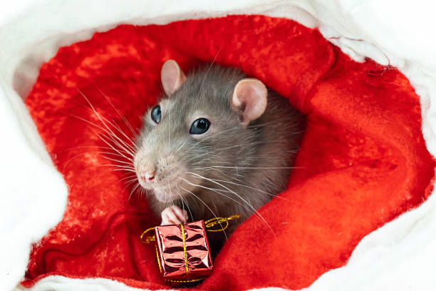 istock gray rat with big eyes sits on a red background with a gift close-up 1331458636