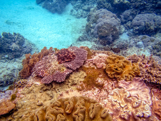 istock coral in the Indian ocean 1331458774