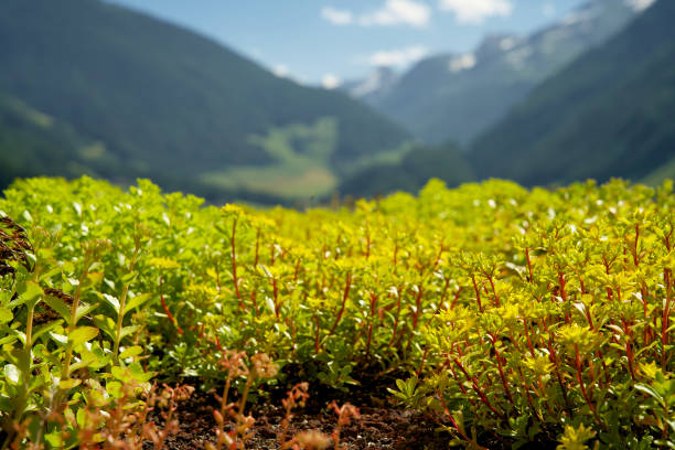 Blooming sedum rooftop garden on a green hotel roof in Südtirol with mountains in the background Hotel rooftop in South Tyrol adaptation to nature stock pictures, royalty-free photos & images