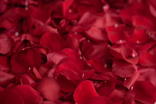 istock background of red rose petals 1331460380