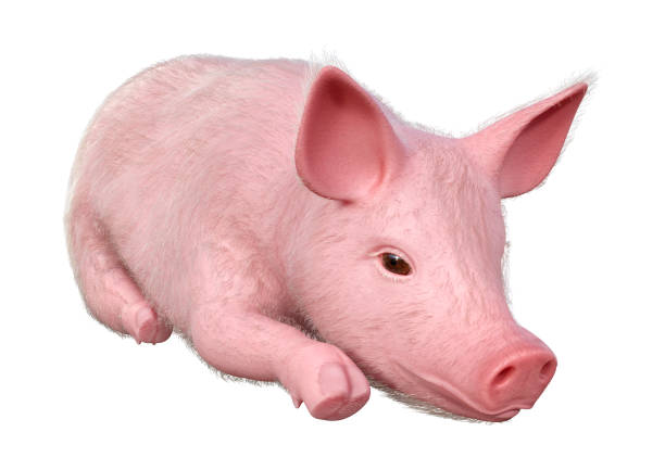 istock 3D illustration pink piglet on white 1331460476