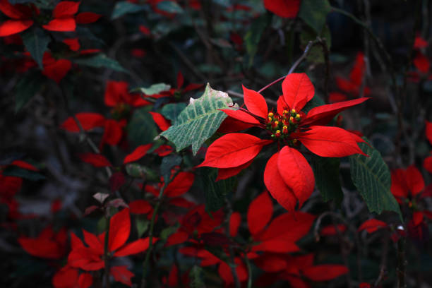 Red colour flower