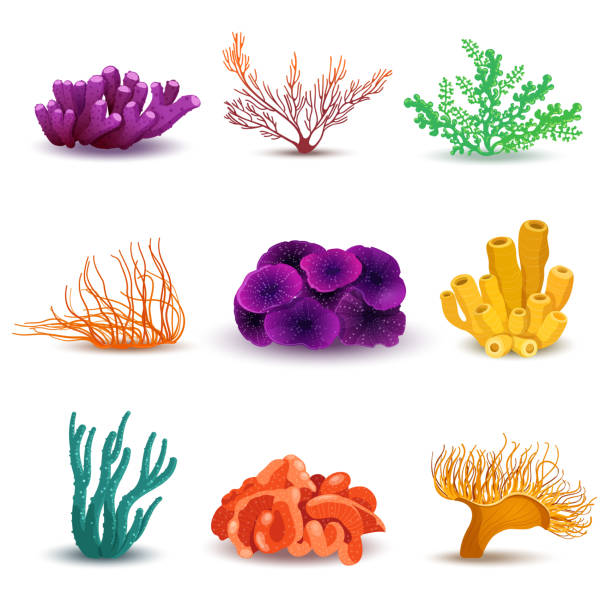 korallensatz auf weißem hintergrund - korallenriff stock-grafiken, -clipart, -cartoons und -symbole