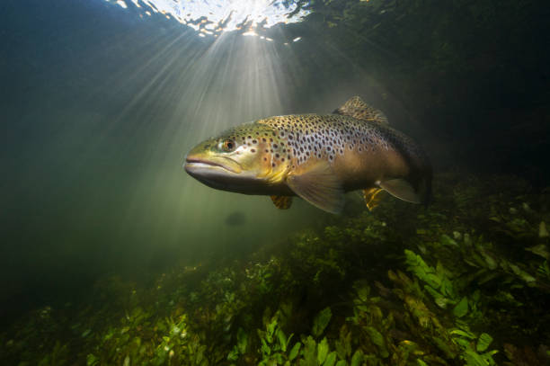 unterwasserbild einer bachforelle, die im sonnenlicht auf einem britischen kreidebach schwimmt - brown trout stock-fotos und bilder