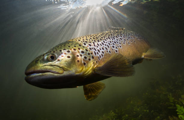 Underwater image of a brown trout swimming in sunlight on a UK chalk stream Brown trout (scientific name Salmo trutta) hunting in the margins of the river Test, a UK chalk stream river in southern UK. casting photos stock pictures, royalty-free photos & images