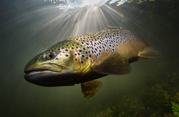 podwodny obraz brązowego pstrąga pływającego w słońcu na brytyjskim strumieniu kredy - brown trout zdjęcia i obrazy z banku zdjęć