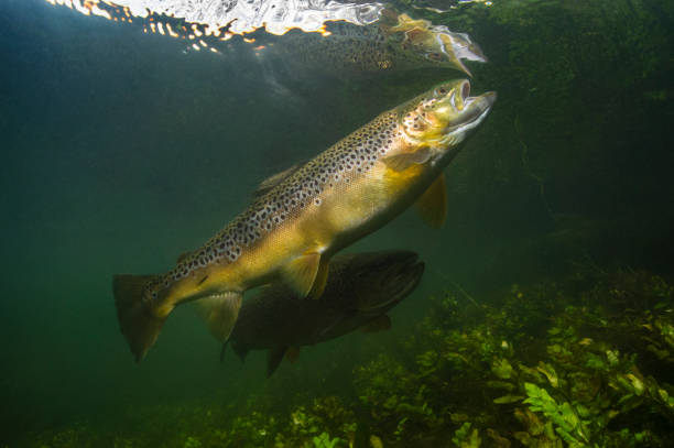 podwodny obraz brązowego pstrąga biorącego owada na powierzchni wody na brytyjskim strumieniu kredy - brown trout zdjęcia i obrazy z banku zdjęć