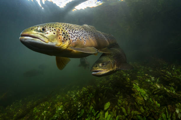 unterwasserbild einer bachforelle, die in einem britischen kreidebach schwimmt - brown trout stock-fotos und bilder