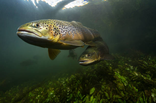 Underwater image of a brown trout swimming in a UK chalk stream Brown trout (scientific name Salmo trutta) hunting in the margins of the river Test, a UK chalk stream river in southern UK. trout photos stock pictures, royalty-free photos & images