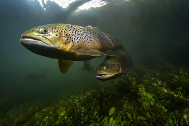 Brown trout (scientific name Salmo trutta) hunting in the margins of the river Test, a UK chalk stream river in southern UK.