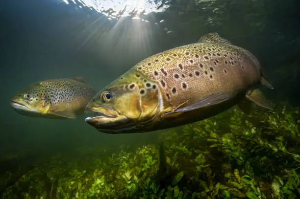 Photo of Underwater image of brown trout hunting in sunlight on a UK chalk stream
