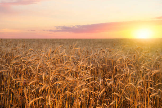 istock Golden ripe wheat spikelets growing in field 1331464472