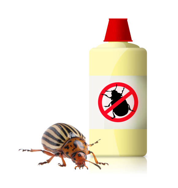 istock Insecticide and Colorado potato beetle on white background 1331464958