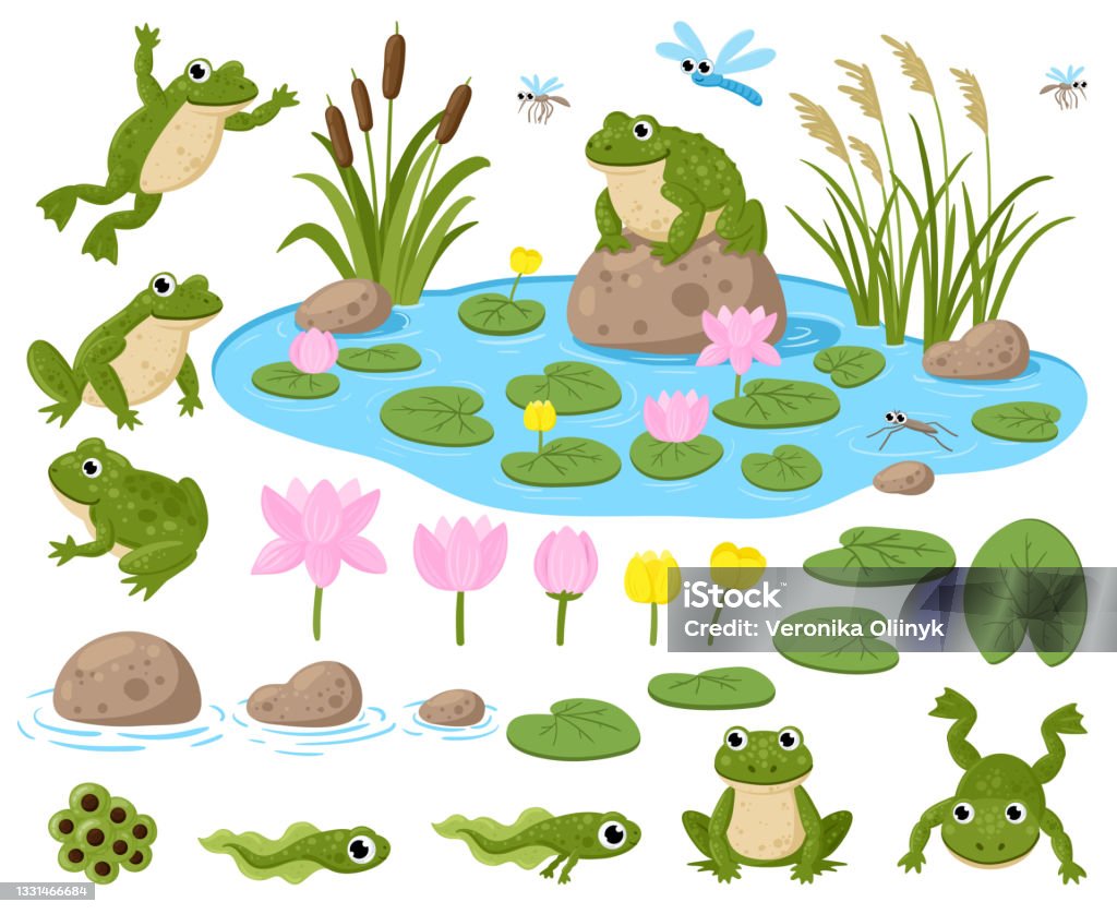 Ilustración de Ranas De Dibujos Animados Lindas Mascotas De Anfibios Ranaspawn Renacuajos Ranas Verdes Nenúfares Estanque De Verano Y Conjunto De Ilustración De Vectores De Insectos Hábitat De La Naturaleza De Las Ilustración de Ranas De Dibujos Animados Lindas Mascotas De Anfibios Ranaspawn Renacuajos Ranas Verdes Nenúfares Estanque De Verano Y Conjunto De Ilustración De Vectores De Insectos Hábitat De La Naturaleza De Las