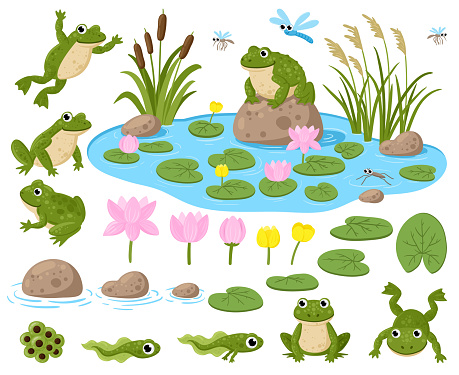 Cartoon frogs. Cute amphibian mascots, frogspawn, tadpoles, green frogs, water lilies, summer pond and insects vector illustration set. Frogs nature habitat. Tadpole cute, baby frog and toad